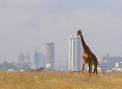 1 Day Nairobi National Park Tour
