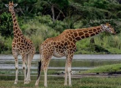 1 Day Amboseli National Park Tour