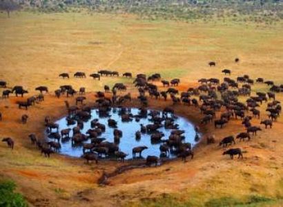 1 Day Meru National Park Tour
