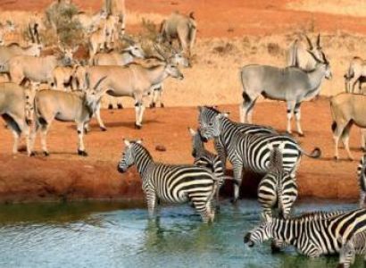 1 Day Tsavo National Park Tour