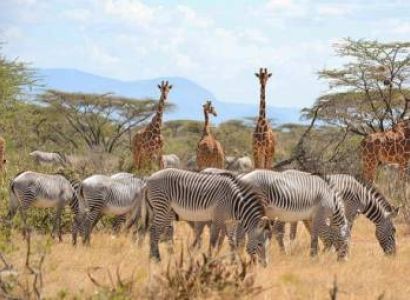 1 Day Samburu National Reserve Tour