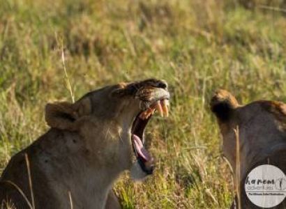 7D 6N Migration Safari