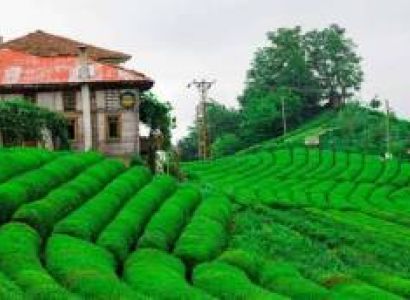 7 Days Assam Tour Package