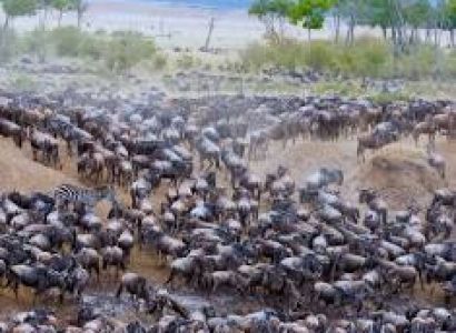 5 days for Masai Mara national Reserve for 4 adults from New delhi