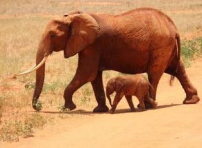 2 Days Tsavo East Tour
