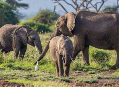 2 Days Amboseli Safari Tour