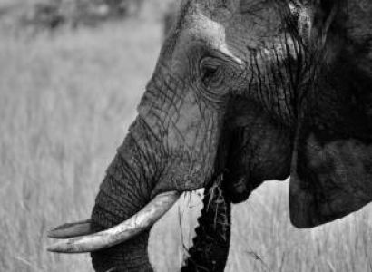 3 Days Amboseli Tour