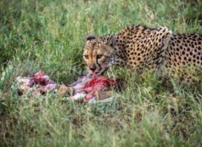 2 Adults Require Masai Mara Tour Package from Mumbai for 7 Days