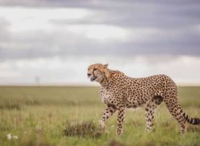 7 Days Nairobi - Masai Mara - Lake Naivasha - Amboseli Safari Tour