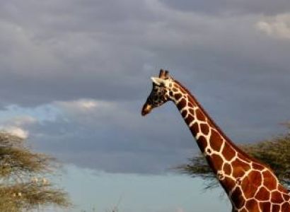 7 Days Ol Pejeta - Samburu - Lake Nakuru - Masai Mara Safari Tour