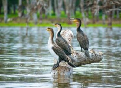 8D Tsavo East-Tsavo West-Amboseli-Lake Naivasha-Masai Mara Safari Tour