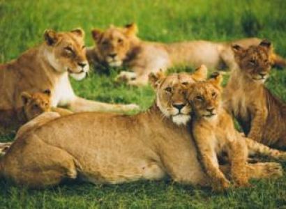 2 Adults Require Masai Mara Reserve Tour Package from Delhi for 6 Days