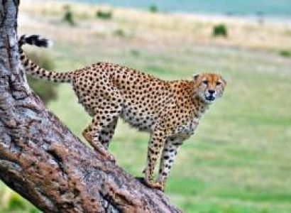 4 Adults require Masai Mara Reserve tour package from Delhi for 7 days