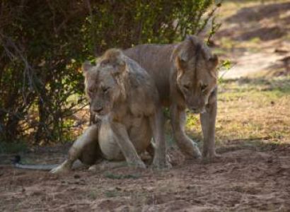 7 days for Maasai Mara National Reserve tour package from Kochi require for 5 adults & 2 childs (Lea