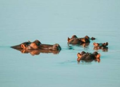 7 Days Masai Mara Reserve Tour Package Require from Kozhikode for 2 Adults