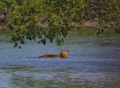 2 Night - 3 Days Sundarban Tour