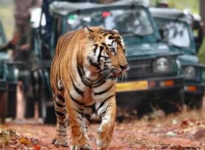 Jaipur - Ranthambore Tour Package
