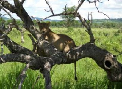 1 Day Safari To Mikumi National Park From Zanzibar