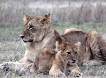 1 Day Safari To Mikumi National Park From Zanzibar