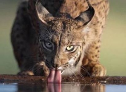 1 Day Safari To Mikumi National Park From Zanzibar