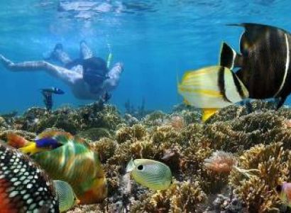 Mnemba Dolphin, Nungwi Aquarium & Kendwa Beach Sunset Tour