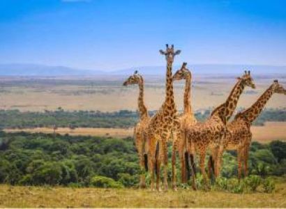 7N - 8D Kenya Safari Tour