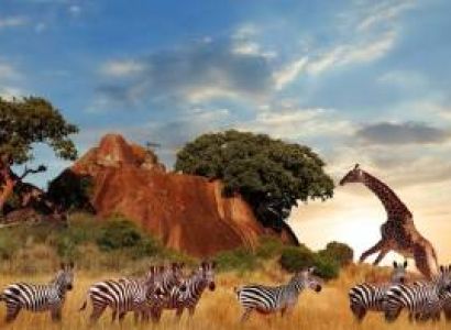 6N - 7D Tanzania Wildlife Special Tour