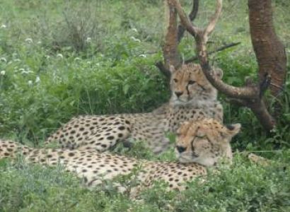 8DAYS 7NIGHTS MAASAI MARA - LAKE NAKURU N.P – LAKE NAIVASHA - AMBOSELI N.P