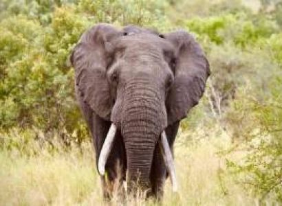 6 Days Maasai Mara Safari Tour