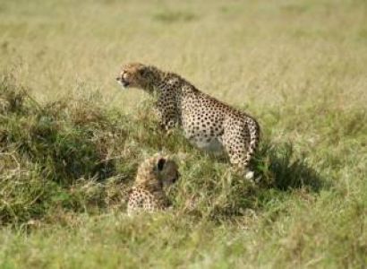 6 Nights 7 Days Maasai Mara Tour
