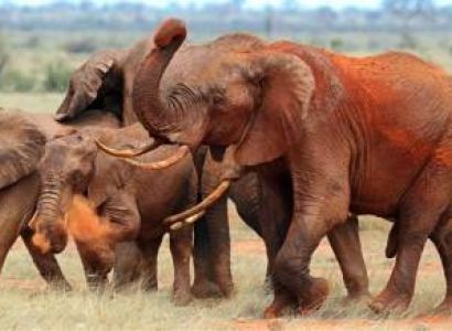 2 Days Tanzania Safari