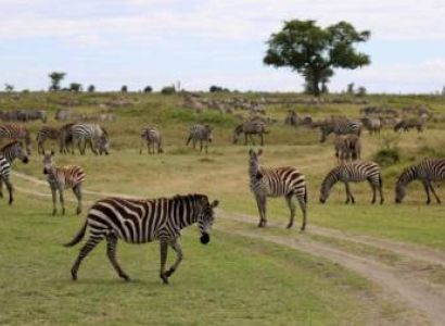 8 Days Tanzania Safari Tour