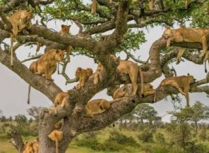 5-Day The Best of Tanzania - Wildlife Experience