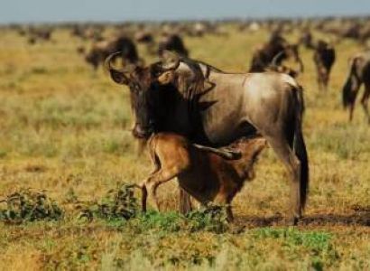 5-Day Serengeti Ndutu Migration and Ngorongoro Crater