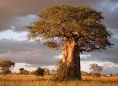 2 - Days Safari Tarangire National Park and Ngorongoro Crater