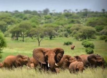 7 Days Tanzania Wildlife Safari