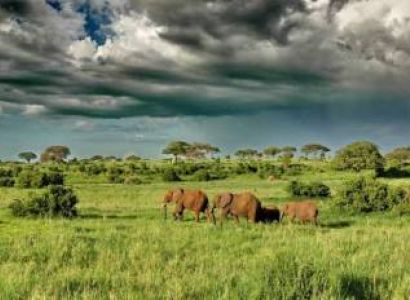 7 Days Great Migration Safari Tour