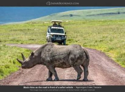 7-Day Natures Greatest Migration Safari