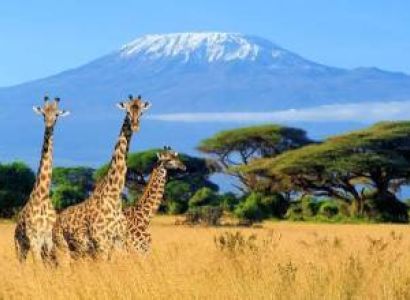 8-Day Climbing Mount Kilimanjaro Through Lemosho Route