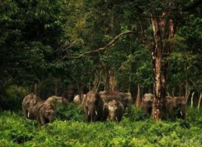 Dooars Trip 7 Nights - 8 Days