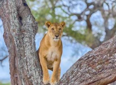5 Days Tanzania Luxury Safari Tour