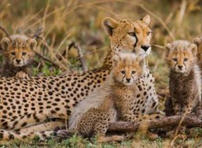 6 Days Tanzania Lodge Safari Tour