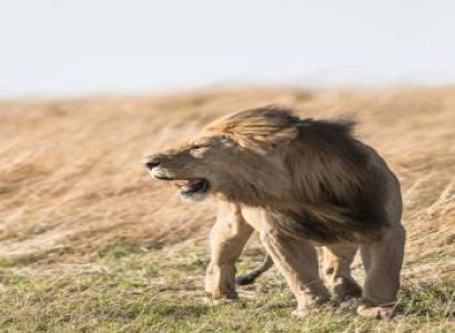 3 Days Wildlife Safari Experience