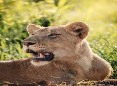 2 Days Wildlife Safari Experience