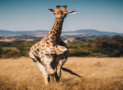 3 Days Untamed Wildlife Safari Experience