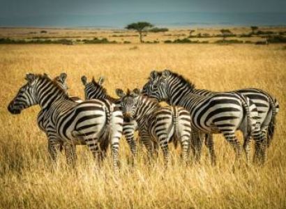 4 Days Tanzania Wildlife Safari Experience