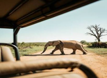 4 Days Untamed Tanzania Wildlife Safari Experience