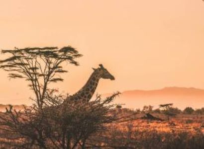 9 days Private Tour Safari in Tanzania