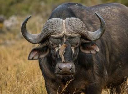 4 Days Serengeti & Ngorongoro Safari Package