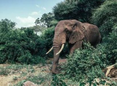 4 Days Serengeti & Ngorongoro Tour
